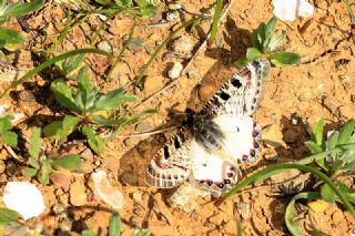 Yalanc Apollo (Archon apollinus)