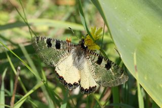 Yalanc Apollo (Archon apollinus)
