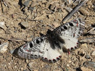 Yalanc Apollo (Archon apollinus)