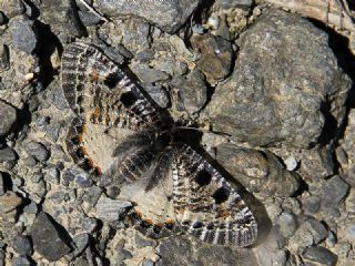 Yalanc Apollo (Archon apollinus)