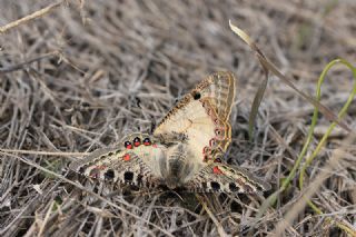 Yalanc Apollo (Archon apollinus)