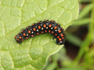 Yalanc� Apollo&nbsp;(Archon&nbsp;apollinus)