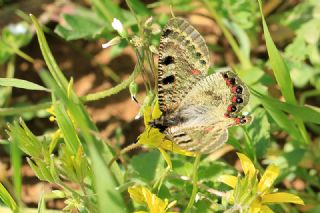 Yalanc Apollo (Archon apollinus)