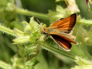 Siyah Antenli Zpzp (Thymelicus lineolus)