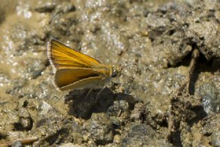 Siyah Antenli Zpzp (Thymelicus lineolus)