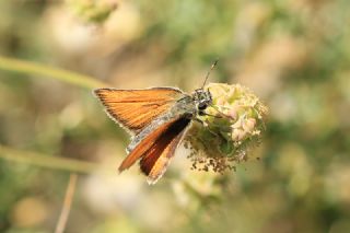 Siyah Antenli Zpzp (Thymelicus lineolus)