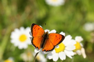Osmanl� Ate�i&nbsp;(Lycaena&nbsp;ottomanus)