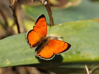 Osmanl Atei (Lycaena ottomanus)