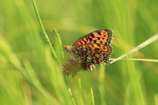 ift Noktal Brentis (Brenthis hecate)