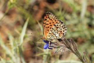 ift Noktal Brentis (Brenthis hecate)