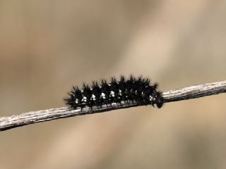 Gzel Nazuum (Euphydryas orientalis)