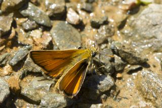 Levantin Z�pz�p�&nbsp;(Thymelicus&nbsp;hyrax)