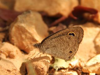 Karagz (Ypthima asterope)