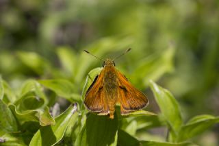Orman Zpzp (Ochlodes sylvanus)