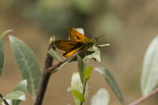 Orman Zpzp (Ochlodes sylvanus)