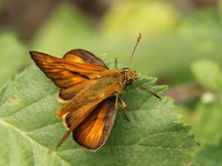 Orman Zpzp (Ochlodes sylvanus)