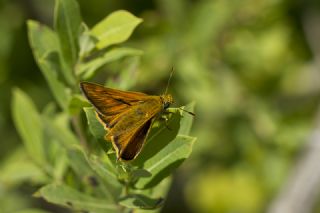 Orman Zpzp (Ochlodes sylvanus)