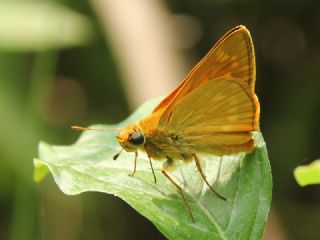 Orman Zpzp (Ochlodes sylvanus)