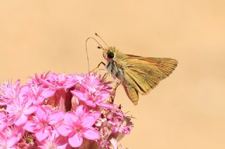 Orman Zpzp (Ochlodes sylvanus)