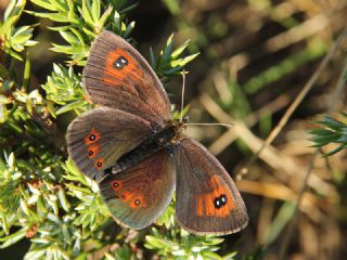 Harem G�zelesmeri&nbsp;(Erebia&nbsp;ottomana)