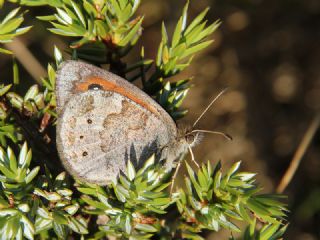 Harem G�zelesmeri&nbsp;(Erebia&nbsp;ottomana)