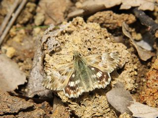 Mermer Zpzp (Carcharodus lavatherae)