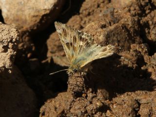 Mermer Zpzp (Carcharodus lavatherae)