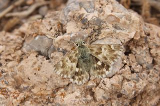 Mermer Zpzp (Carcharodus lavatherae)