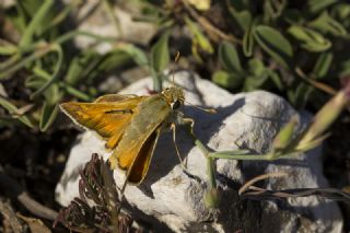 Gm Benekli Zpzp (Hesperia comma)