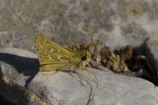 Gm Benekli Zpzp (Hesperia comma)