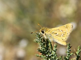 Gm Benekli Zpzp (Hesperia comma)