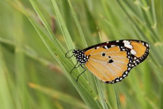 Sultan (Danaus chrysippus)