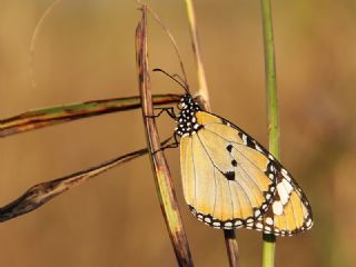 Sultan (Danaus chrysippus)
