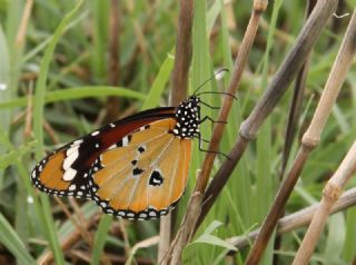 Sultan (Danaus chrysippus)