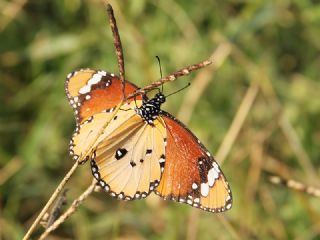 Sultan (Danaus chrysippus)
