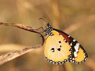 Sultan (Danaus chrysippus)