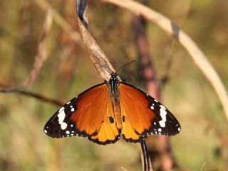 Sultan (Danaus chrysippus)