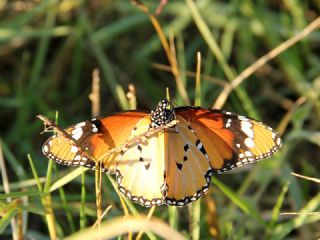 Sultan (Danaus chrysippus)