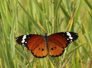 Sultan (Danaus chrysippus)