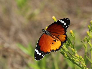 Sultan&nbsp;(Danaus&nbsp;chrysippus)