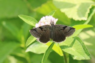 Kara Zpzp (Erynnis marloyi)