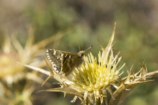 Anadolu Zpzp (Muschampia proteides)