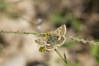 Anadolu Z�pz�p�&nbsp;(Muschampia&nbsp;proteides)