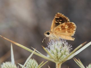 Akdeniz Zpzp (Muschampia proto)