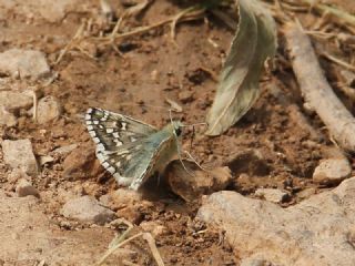 Alada Zpzp (Pyrgus aladaghensis)