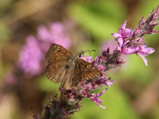 Pasl Zpzp (Erynnis tages)