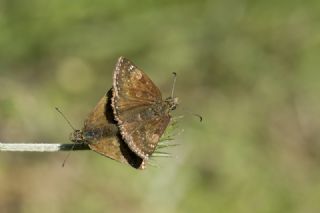 Pasl Zpzp (Erynnis tages)