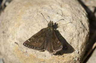 Pasl Zpzp (Erynnis tages)