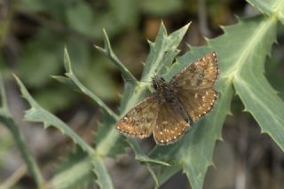Pasl Zpzp (Erynnis tages)