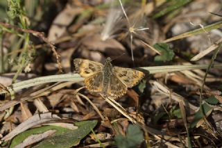 Hatmi Z�pz�p�&nbsp;(Carcharodus&nbsp;alceae)